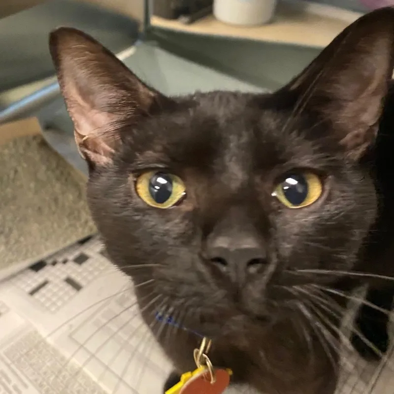 A young medium-sized male Domestic Short Hair cat named Coal A for adoption in Plano, TX