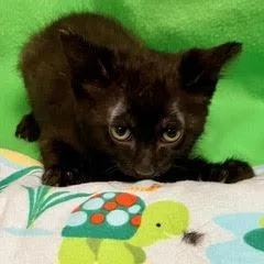 A baby medium-sized male Black Domestic Short Hair cat named Davinci for adoption in Green Valley, AZ