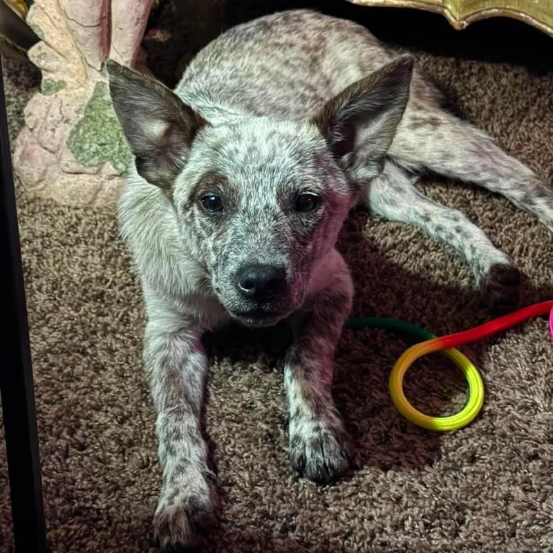 A baby medium-sized male White / Cream Cattle Dog dog named Caspian for adoption in Olathe, KS