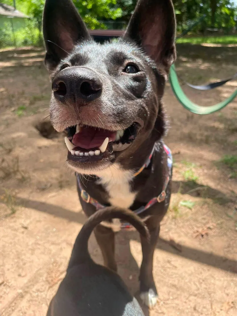 A young medium-sized female Mixed Breed dog named Cleo for adoption in Covington, GA
