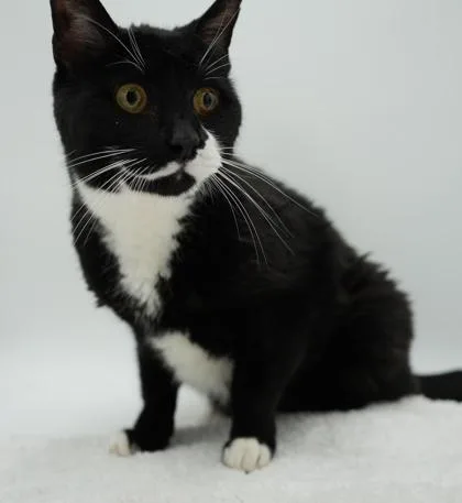 A senior medium-sized male Domestic Short Hair cat named Chester for adoption in Bowling Green, KY