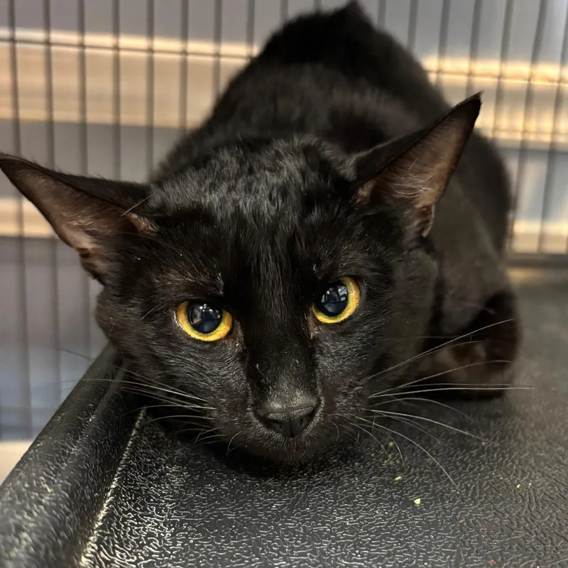 An adult medium-sized female Black Domestic Short Hair cat named Miranda for adoption in Port Charlotte, FL