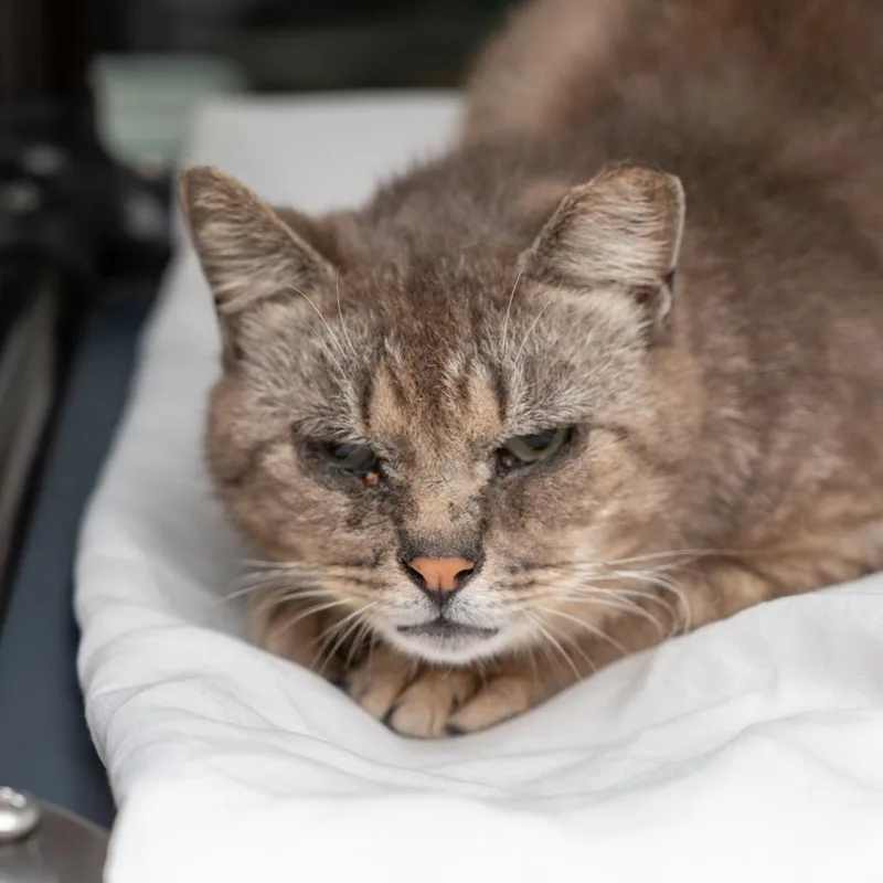 An adult medium-sized male Gray / Blue / Silver Domestic Short Hair cat named Kensington for adoption in New York, NY