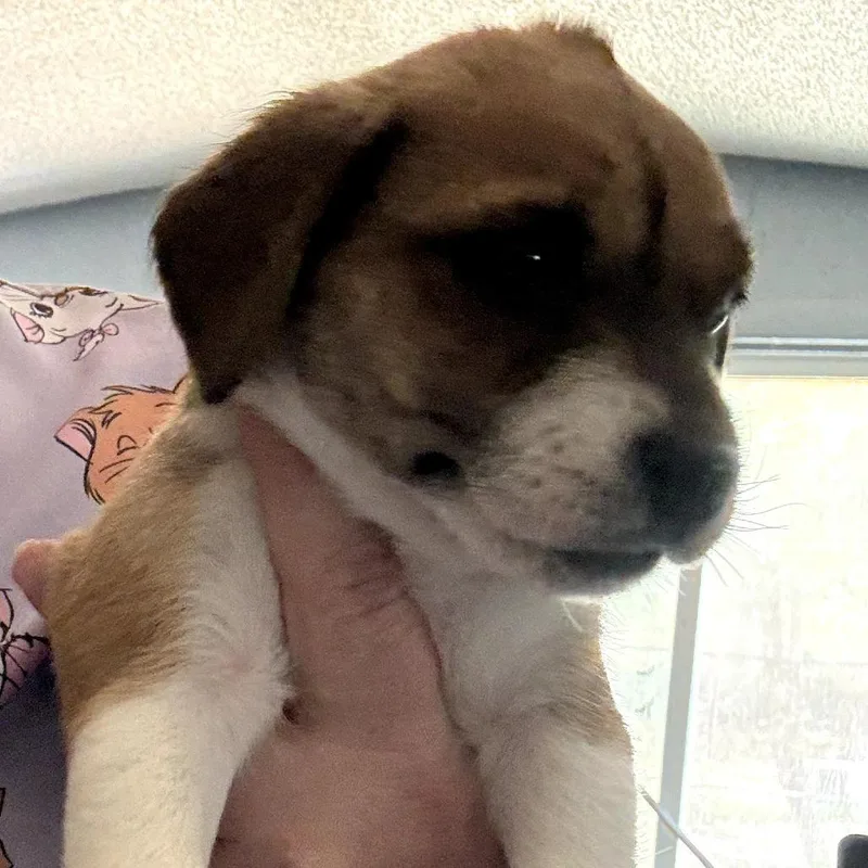 A baby small-sized female Brown / Chocolate Chihuahua dog named Fresa for adoption in Floresville, TX