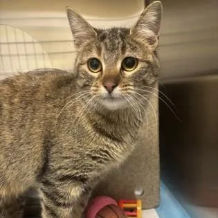 An adult medium-sized female Tabby (Tiger Striped) Domestic Short Hair cat named Lemon Shark for adoption in Dubuque, IA