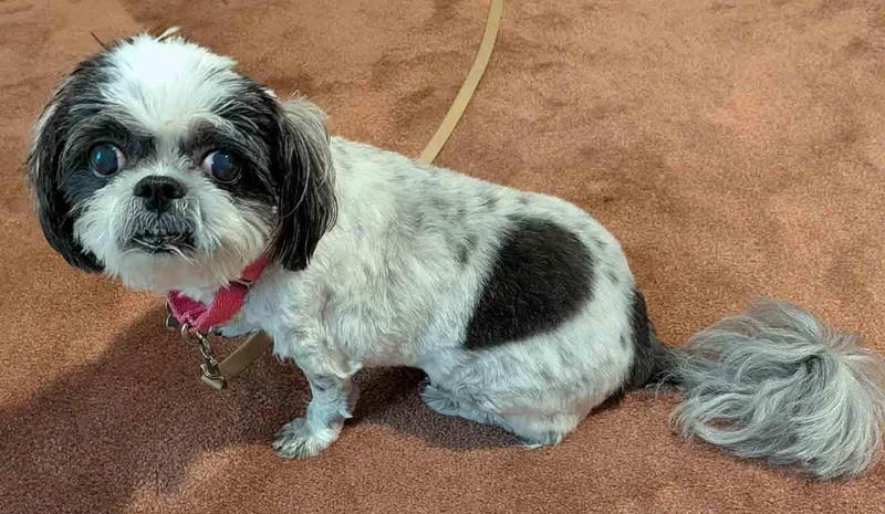 A senior small-sized female Shih Tzu dog named Edna for adoption in Kennesaw, GA