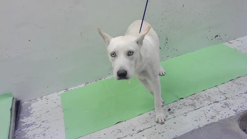 A young medium-sized male Husky dog named Jerry for adoption in Houston, TX