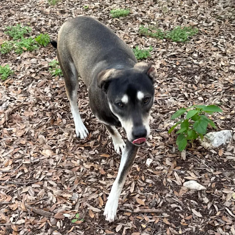 A young large-sized male Black Shepherd dog named Rambler for adoption in Wimberley, TX