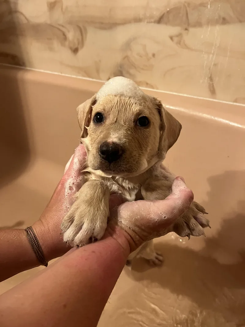 A baby medium-sized male Labrador Retriever dog named Peck for adoption in Zimmerman, MN