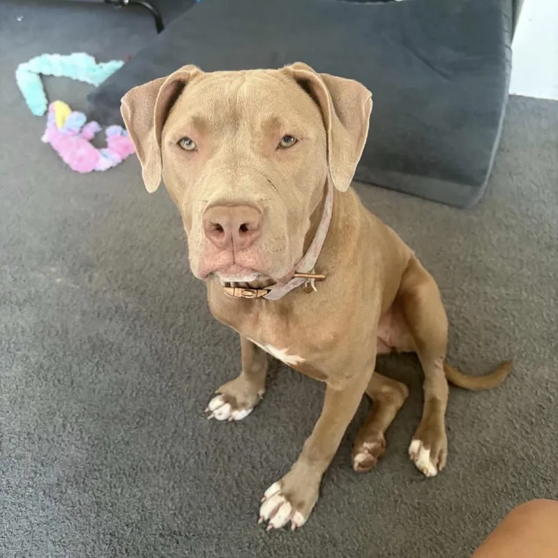 A young medium-sized female White / Cream Mixed Breed dog named Chai for adoption in Medford, NJ