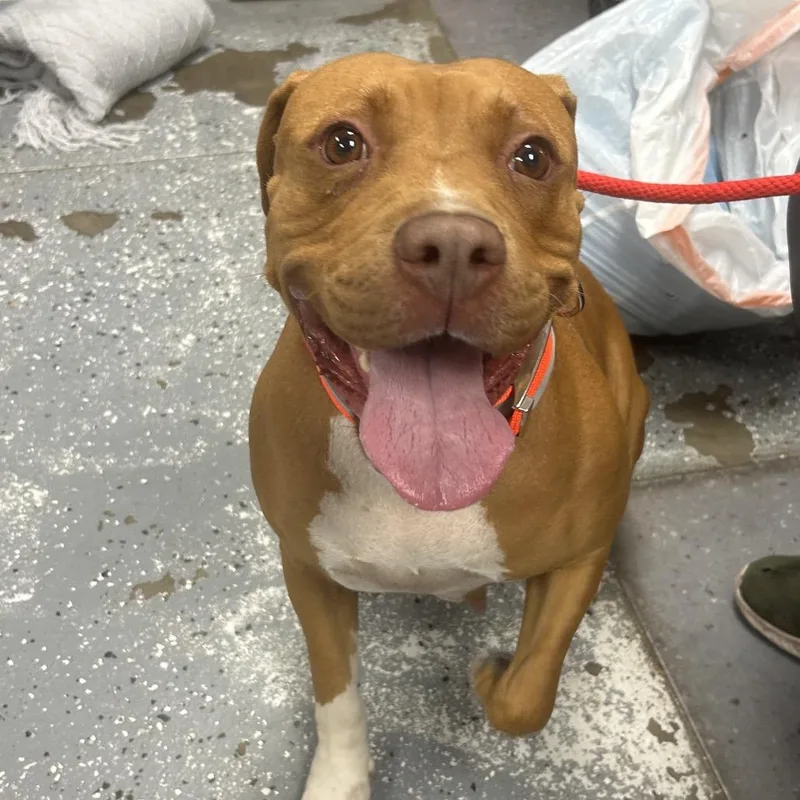 An adult extra large-sized female Brown / Chocolate Pit Bull Terrier dog named Madea for adoption in St Joseph, MO