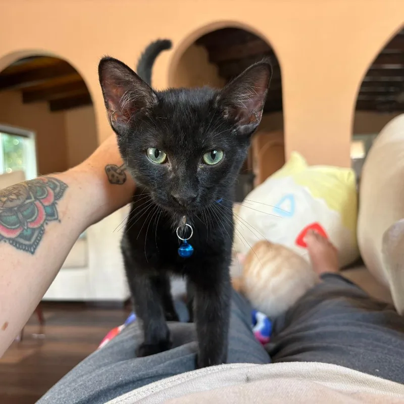 A baby small-sized male Black Domestic Short Hair cat named Monte for adoption in Las Cruces, NM