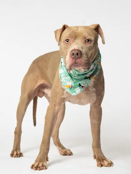 An adult large-sized male Pit Bull Terrier dog named Mufasa for adoption in Atlanta, GA