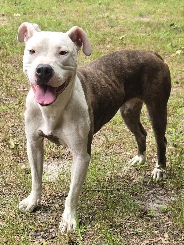 An adult medium-sized female Pit Bull Terrier dog named Cutie for adoption in Salisbury, MD