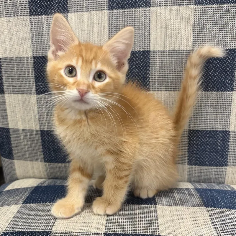 A baby small-sized male Tabby (Orange / Red) Domestic Short Hair cat named Snuggles for adoption in Bentonville, AR
