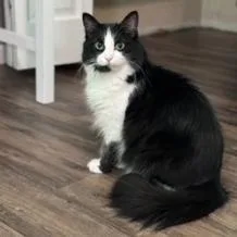 An adult medium-sized female Black Domestic Long Hair cat named Onyx for adoption in Middleton, WI
