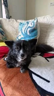 A young small-sized male Black Chihuahua dog named Buddie for adoption in Tifton, GA