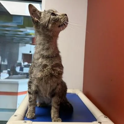 A young medium-sized female Domestic Short Hair cat named Alma Jr. for adoption in Janesville, WI