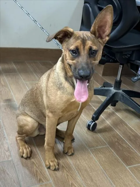 A young small-sized male German Shepherd Dog dog named Longhorn for adoption in Norco, CA