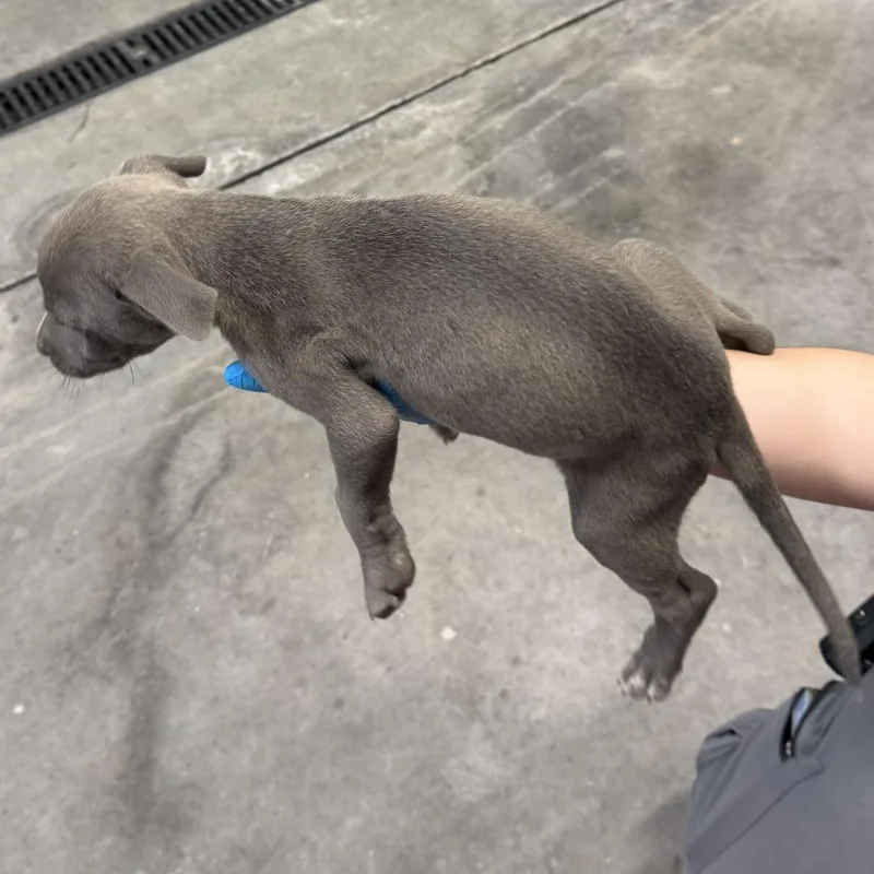 A baby small-sized male Gray / Blue / Silver Mixed Breed dog named Ant Man for adoption in Las Cruces, NM