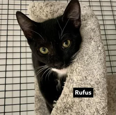 Rufus