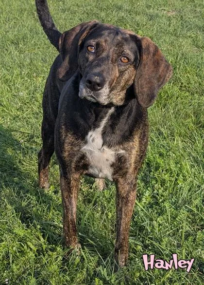 A senior large-sized female Plott Hound dog named Hanley for adoption in Mason, MI