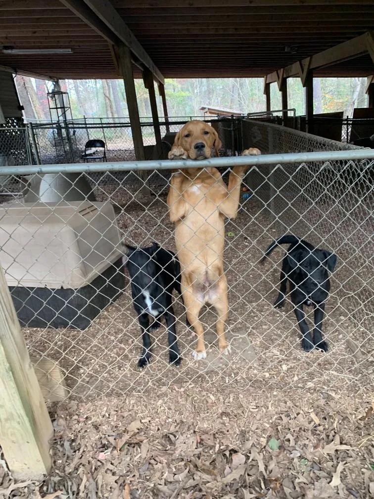 Chandler thumbnail 2