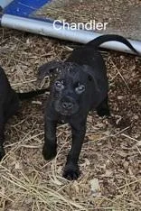 Chandler thumbnail 3