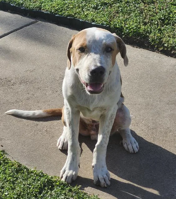 A young medium-sized male Labrador Retriever dog named Herc for adoption in San Antonio, TX