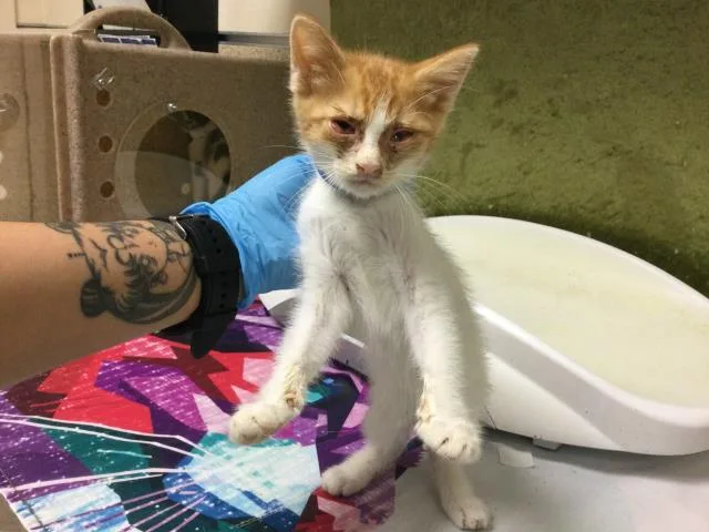 A baby small-sized male Domestic Short Hair cat named Goto for adoption in Riverside, CA