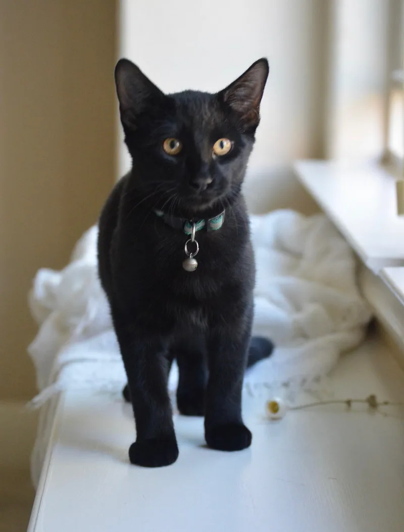 A baby medium-sized male Black Bombay cat named Comet EP for adoption in Schertz, TX