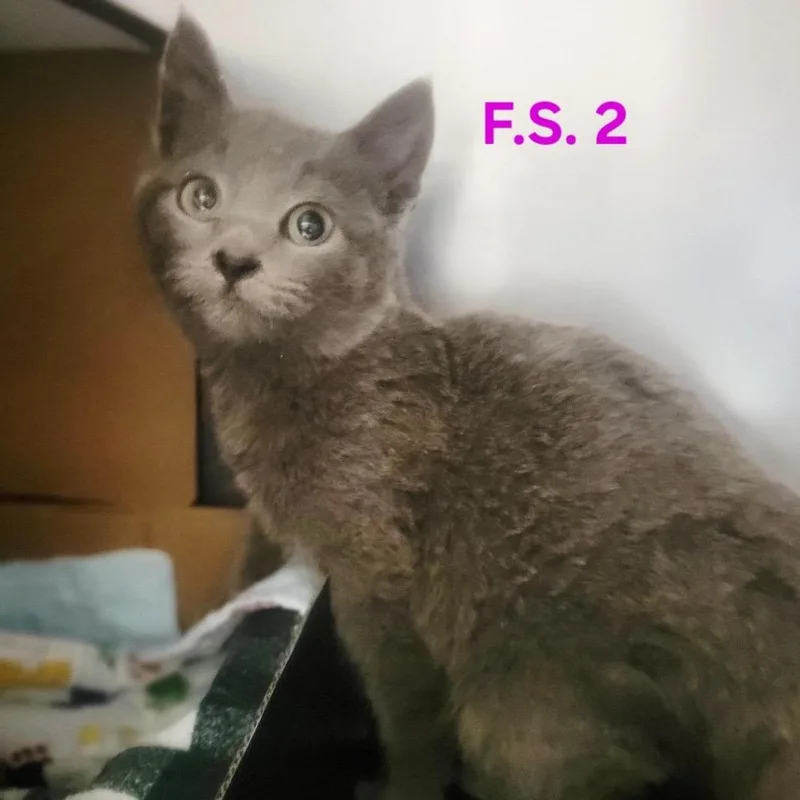A young small-sized female Gray / Blue / Silver Domestic Short Hair cat named Collie for adoption in Windsor, VA