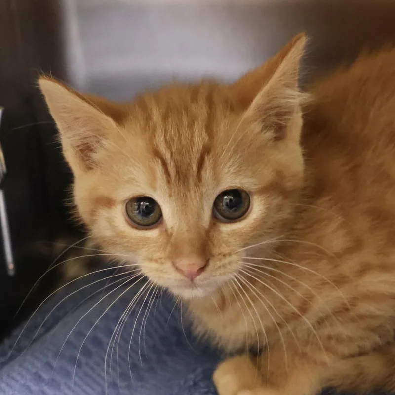 A baby small-sized female Orange / Red Domestic Short Hair cat named Citron for adoption in Briarcliff Manor, NY