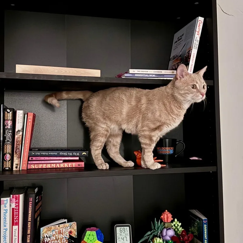 An adult small-sized male Buff / Tan / Fawn Domestic Short Hair cat named Pepe for adoption in Falls Church, VA