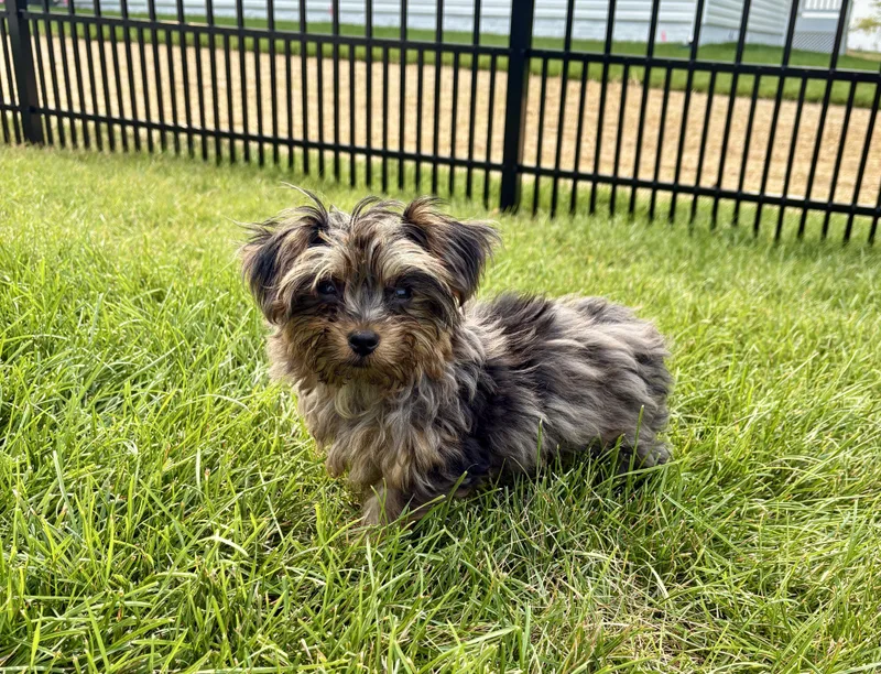 A baby small-sized male Yorkshire Terrier dog named Lenny Kravitz for adoption in Norfolk, VA