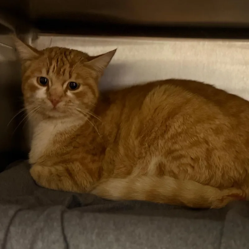 An adult medium-sized female Orange / Red Domestic Short Hair cat named Deirdre for adoption in Pauls Valley, OK