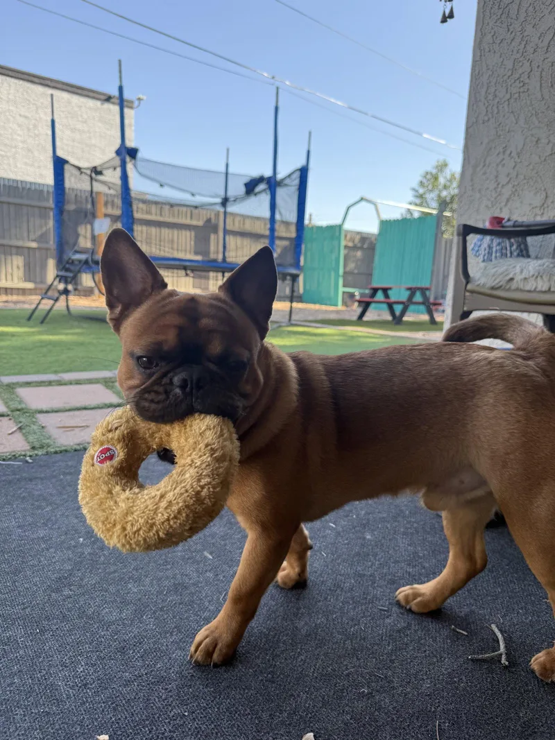 A young medium-sized male French Bulldog dog named Hank for adoption in Scottsdale, AZ
