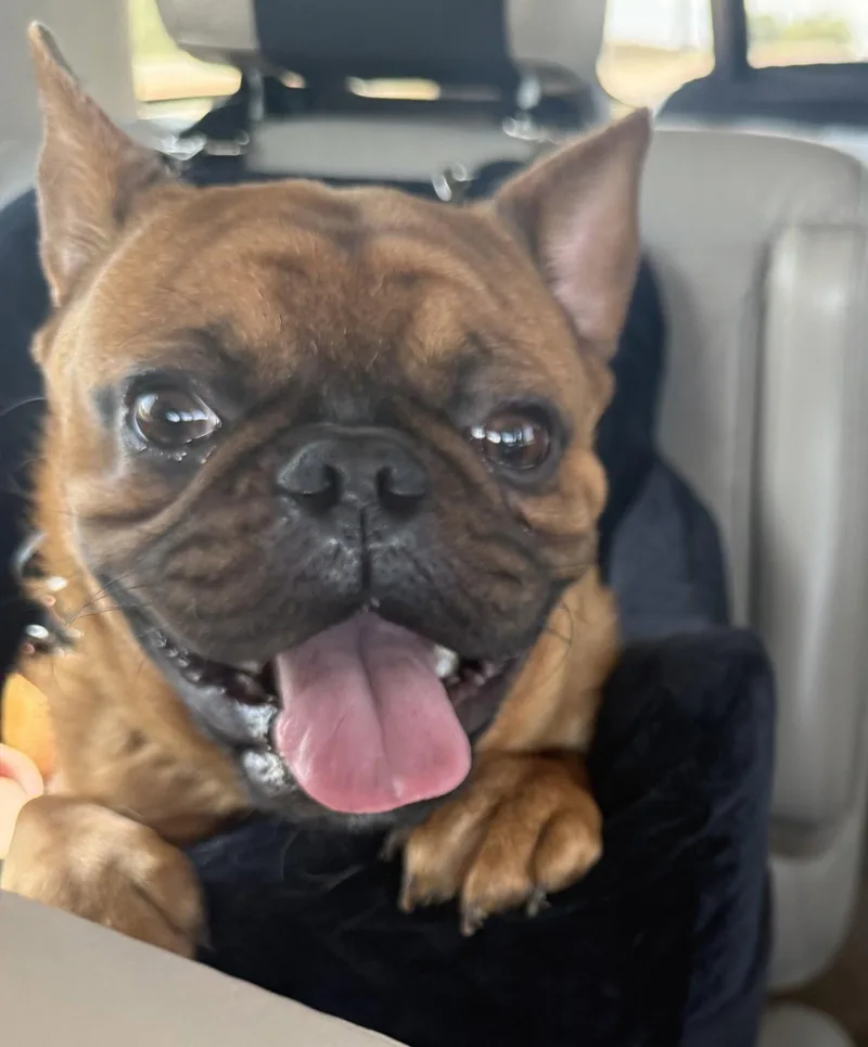 Hank thumbnail 2