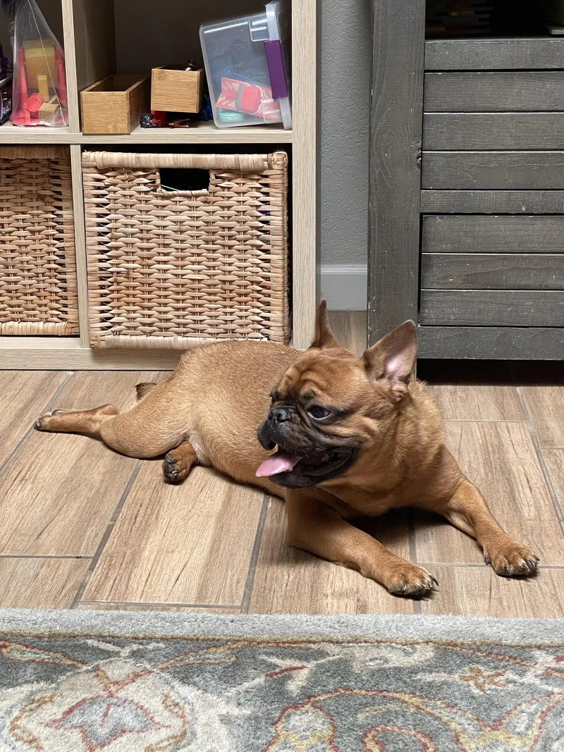 Hank thumbnail 3