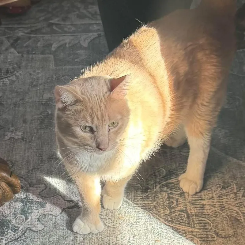 A young medium-sized male Extra-Toes Cat / Hemingway Polydactyl cat named Austen for adoption in Newark, NJ