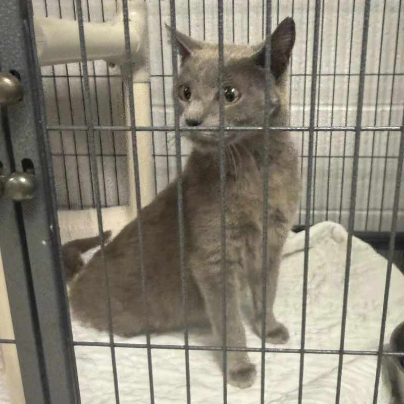 A young medium-sized female Gray / Blue / Silver Domestic Short Hair cat named Gwinnyc for adoption in East Saint Louis, IL