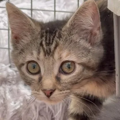 A baby small-sized female Torbie Domestic Short Hair cat named Jetta for adoption in West Mifflin, PA