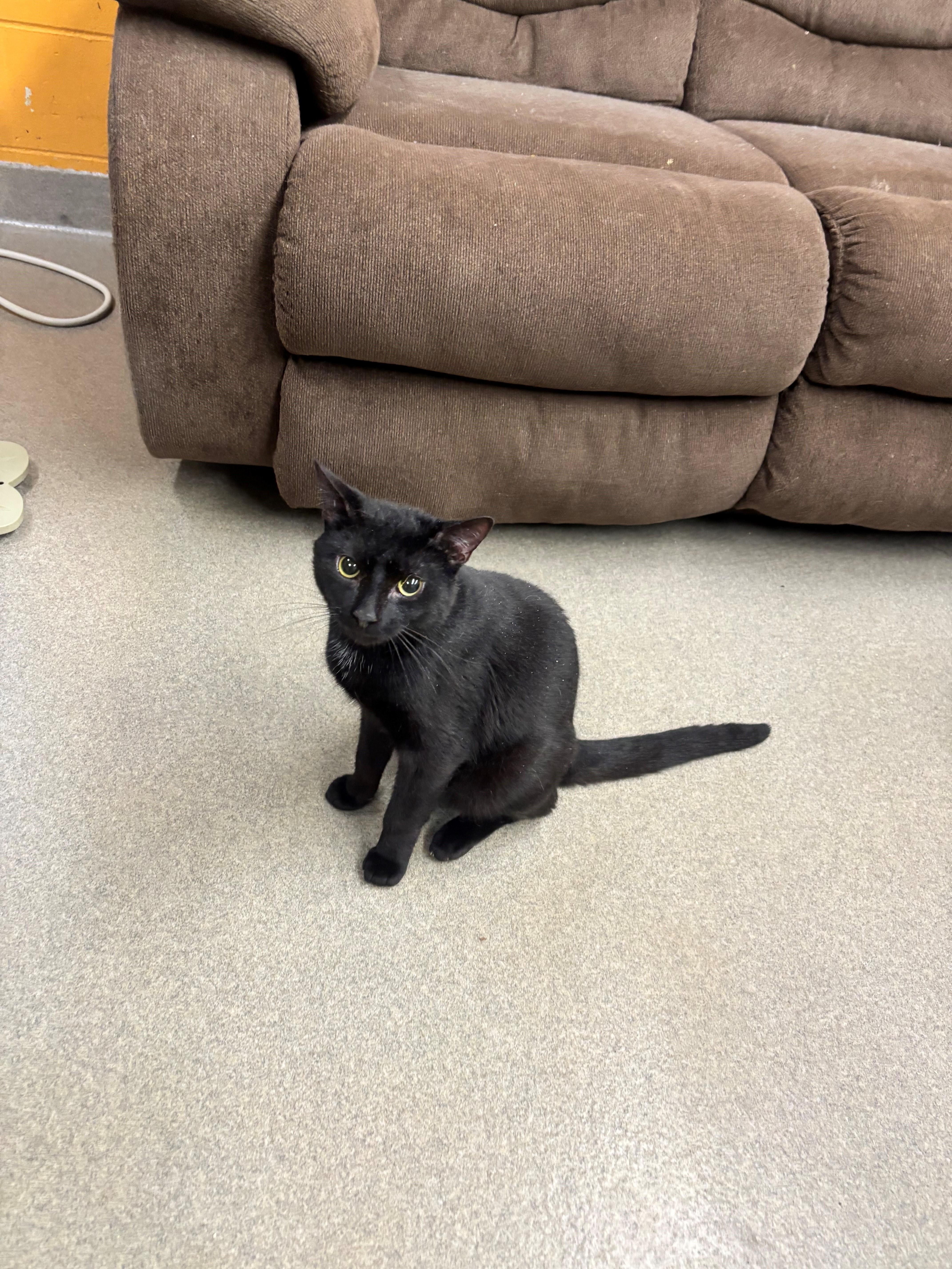 A young medium-sized male Black Domestic Short Hair cat named Spenser for adoption in Edison, NJ
