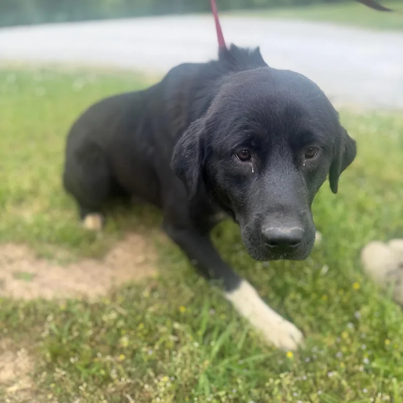 An adult medium-sized male Black Mixed Breed dog named Bo for adoption in Corinth, MS