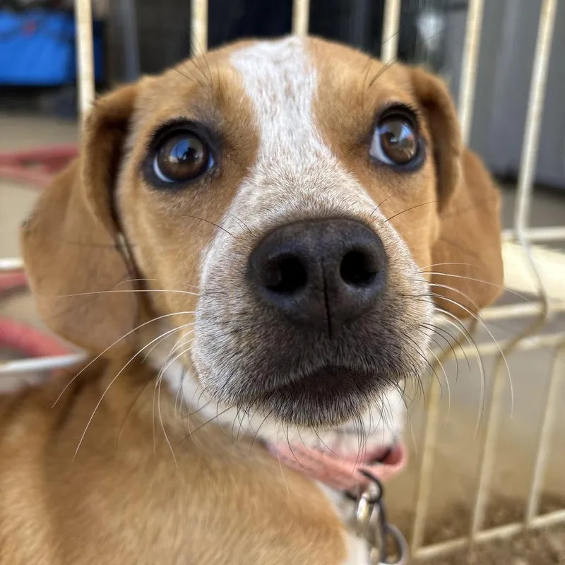 A baby small-sized female Yellow / Tan / Blond / Fawn Mixed Breed dog named Mirabel for adoption in Bentonville, AR