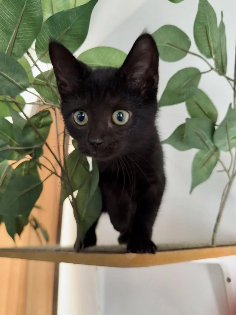 A baby medium-sized female Domestic Short Hair cat named Snoot for adoption in Parkville, MD