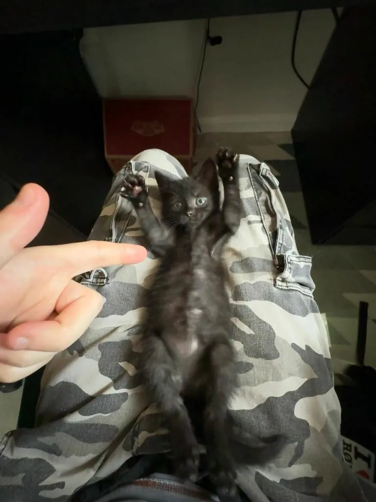 Snoot thumbnail 3