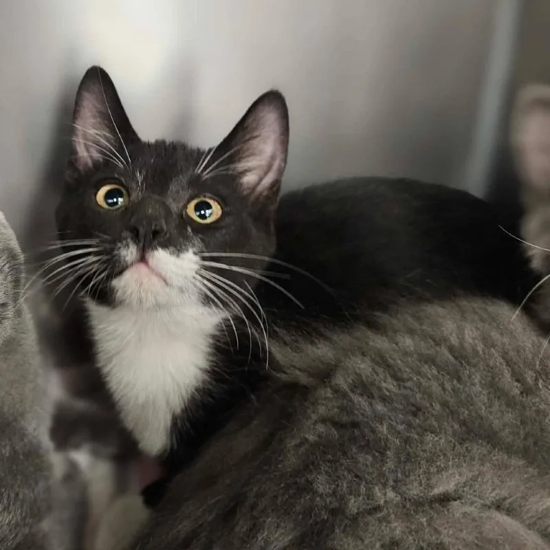 A baby small-sized male Black Domestic Short Hair cat named Brocade for adoption in Martinsville, VA