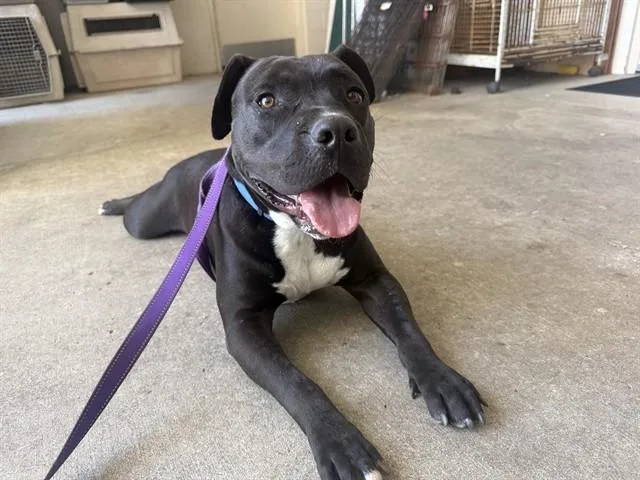 An adult medium-sized male Pit Bull Terrier dog named Mookie for adoption in McKinleyville, CA