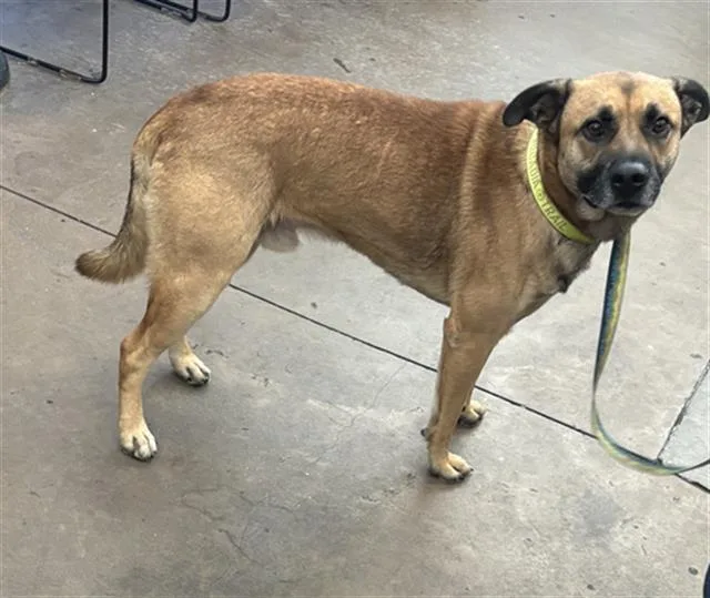 A young medium-sized male Mixed Breed dog named Joker for adoption in Dallas, TX